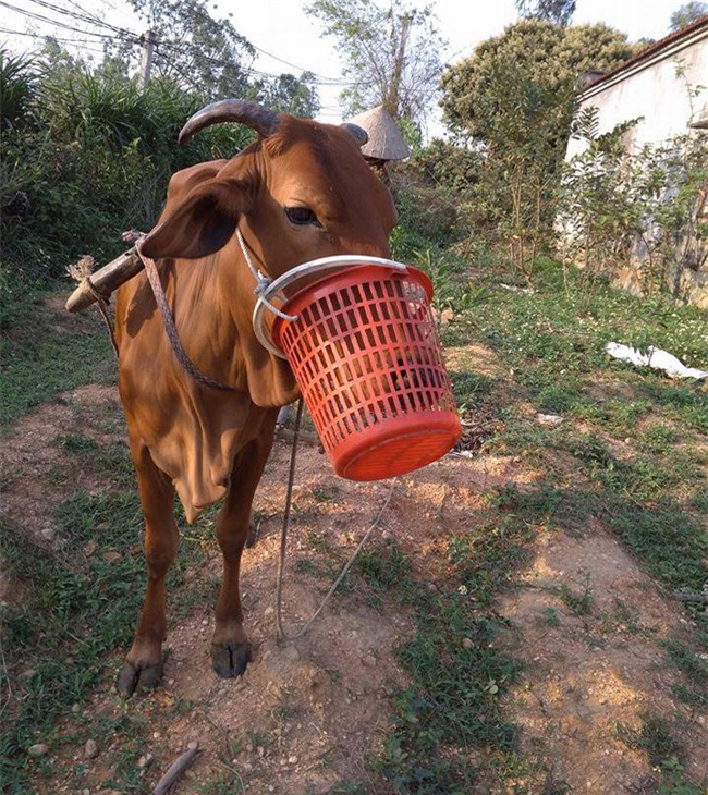 nhung hinh anh hot nhat mang xa hoi hinh anh 4