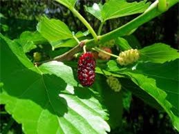 Những bài thuốc y học cổ truyền chữa đau mắt đỏ-2