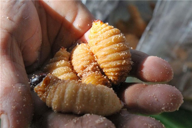 "hoang hon" voi nhung dac san sau bo song bo nhung nhuc tu 3 mien - 2