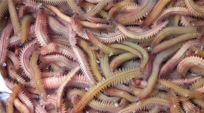 "hoang hon" voi nhung dac san sau bo song bo nhung nhuc tu 3 mien - 3