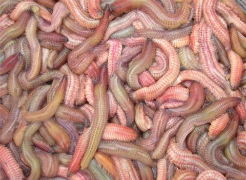 "hoang hon" voi nhung dac san sau bo song bo nhung nhuc tu 3 mien - 4