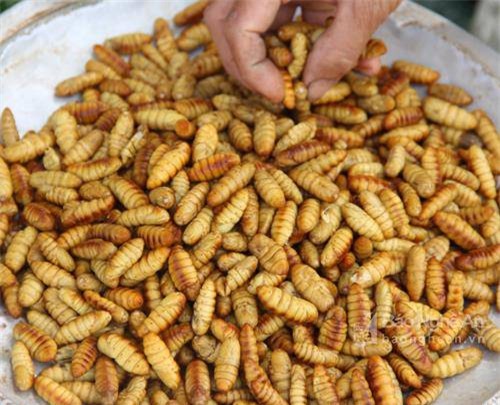 "hoang hon" voi nhung dac san sau bo song bo nhung nhuc tu 3 mien - 5