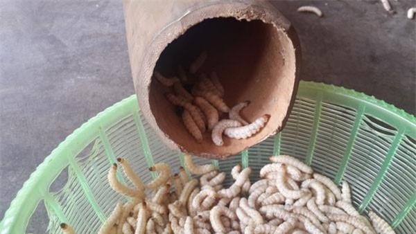 "hoang hon" voi nhung dac san sau bo song bo nhung nhuc tu 3 mien - 8