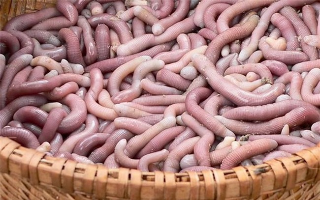 "hoang hon" voi nhung dac san sau bo song bo nhung nhuc tu 3 mien - 9