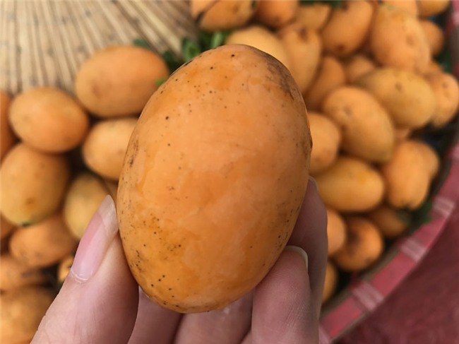 quả thanh trà,hoa quả nhật bản,hoa quả nhập ngoại