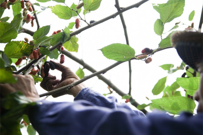 anh: cang ngam cang them nhung trai dau tam lai chin mong hinh anh 7