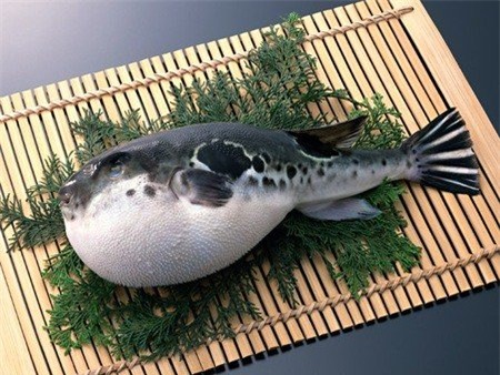 cá nóc,Nhật Bản