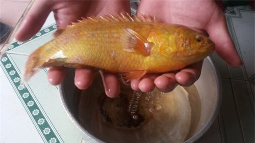 Thực hư về con cá vàng được chào giá vài nghìn đô gây xôn xao mạng xã hội Việt - Ảnh 2.