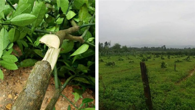 bưởi Phúc Trạch,Hà Tĩnh