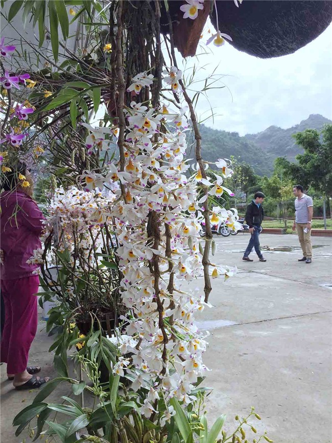 "nu hoang cac loai hoa" tù rùng xuóng phó "hút hòn" dan choi hinh anh 12