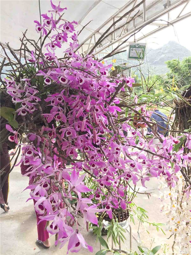 "nu hoang cac loai hoa" tù rùng xuóng phó "hút hòn" dan choi hinh anh 13