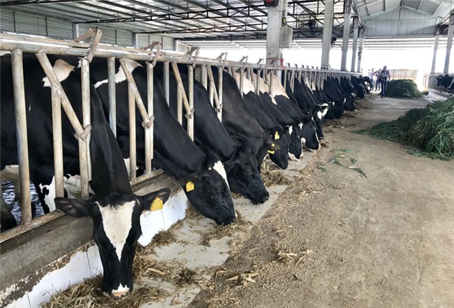 nuôi bò,nuôi bò sữa,tỷ phú bò sữa,nông dân nuôi bò sữa,mộc châu,bò sữa mộc châu