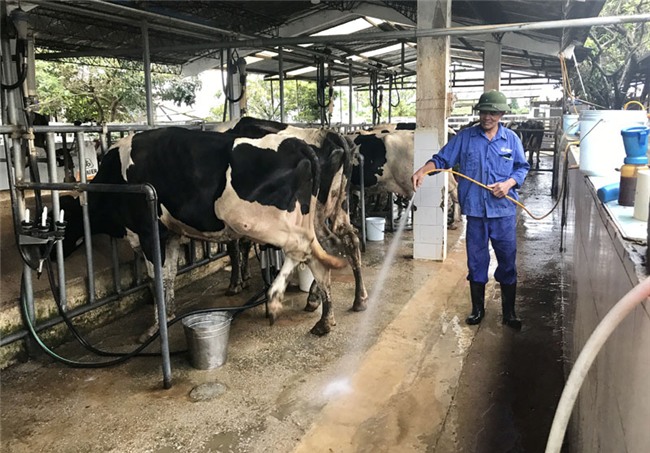 nuôi bò,nuôi bò sữa,tỷ phú bò sữa,nông dân nuôi bò sữa,mộc châu,bò sữa mộc châu