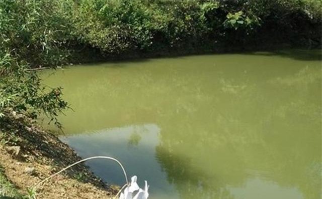 3 be trai 4-7 tuoi duoi nuoc thuong tam khi ba ra sau nha thu hoach sa - 1