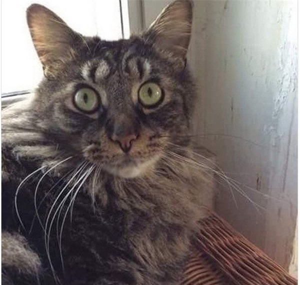 Nếu thoạt nhìn, có thể bạn sẽ thấy chú mèo có tận 4 mắt