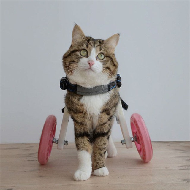 Bị liệt 2 chân sau và phải gắn xe lăn, nhưng mèo Rexie vẫn vô tư, yêu đời