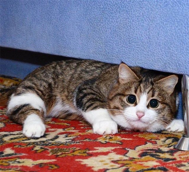 Nhưng lúc cần, Rexie có thể sẵn sàng đóng vai mèo ngoan như thế này.