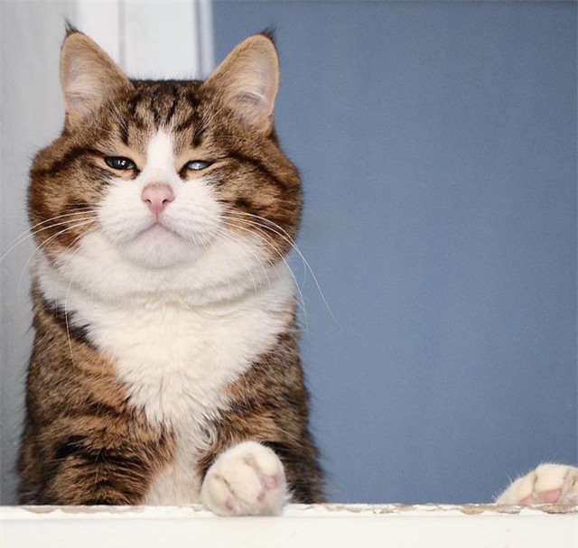 Tuy nhiên Rexie dần dần làm quen với tình trạng của mình, và có thể di chuyển khá tự do bằng hai chân trước.