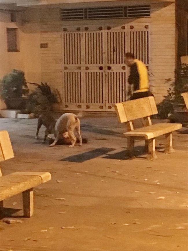 Hà Nội: Chủ nhân đau đớn chứng kiến chó cưng Poodle bị 2 con Pitbull cắn xé tới chết mà chẳng thể làm gì