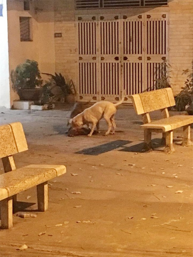 Hà Nội: Chủ nhân đau đớn chứng kiến chó cưng Poodle bị 2 con Pitbull cắn xé tới chết mà chẳng thể làm gì