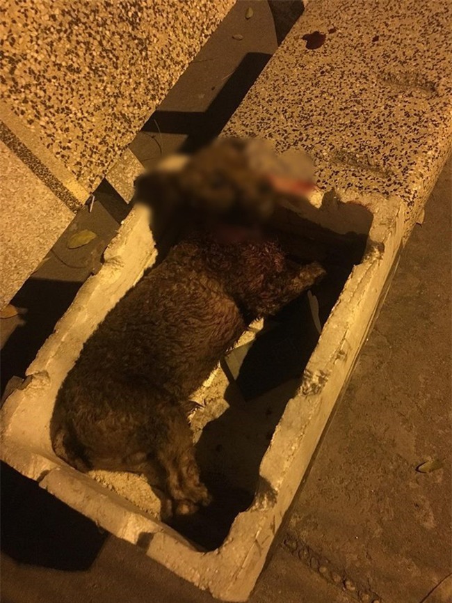 Hà Nội: Chủ nhân đau đớn chứng kiến chó cưng Poodle bị 2 con Pitbull cắn xé tới chết mà chẳng thể làm gì