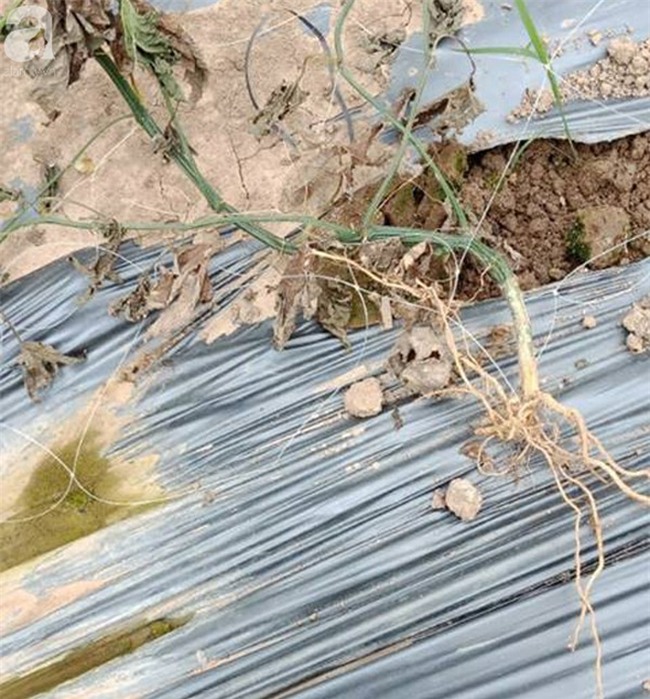 Thanh Hóa: Nông dân ngậm đắng nhìn 8 sào rau màu bị phá nát khi đang cho thu hoạch - Ảnh 2.