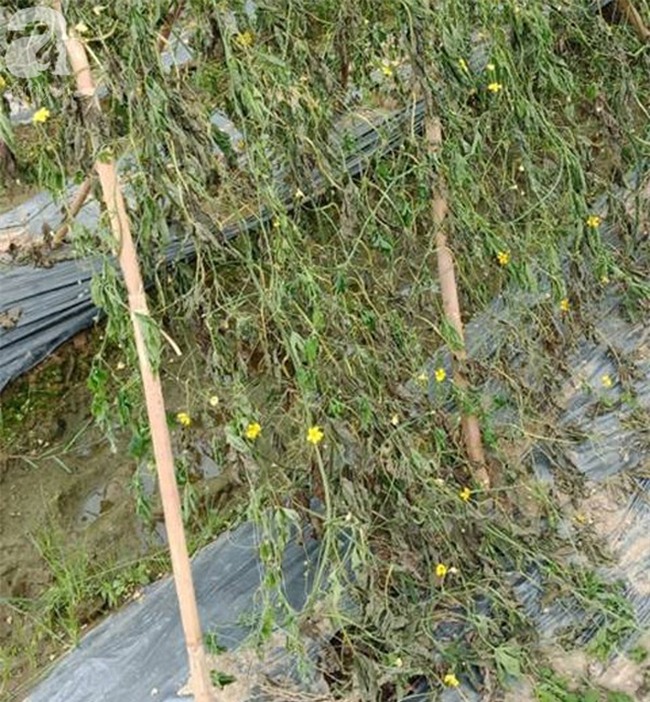 Thanh Hóa: Nông dân ngậm đắng nhìn 8 sào rau màu bị phá nát khi đang cho thu hoạch - Ảnh 7.