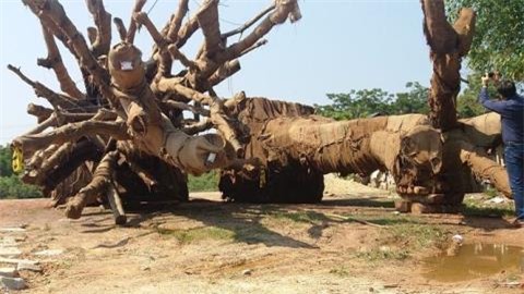 Ba cụ cây quái thú bên đường sẽ qua đời?