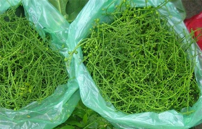 rau ngót rừng,rau rừng,đặc sản việt nam