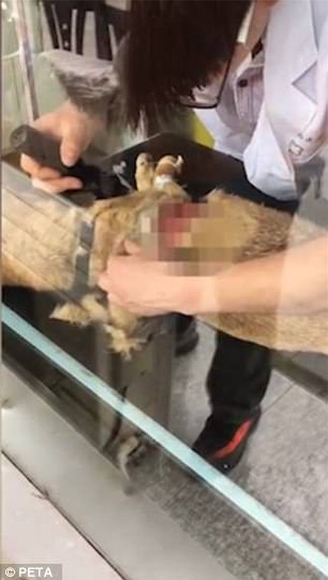 Trung Quốc: Dùng chó hoang để thực hành mổ xong, sinh viên Y đem vứt luôn ra vườn trường dù con vật còn thoi thóp sống - Ảnh 2.