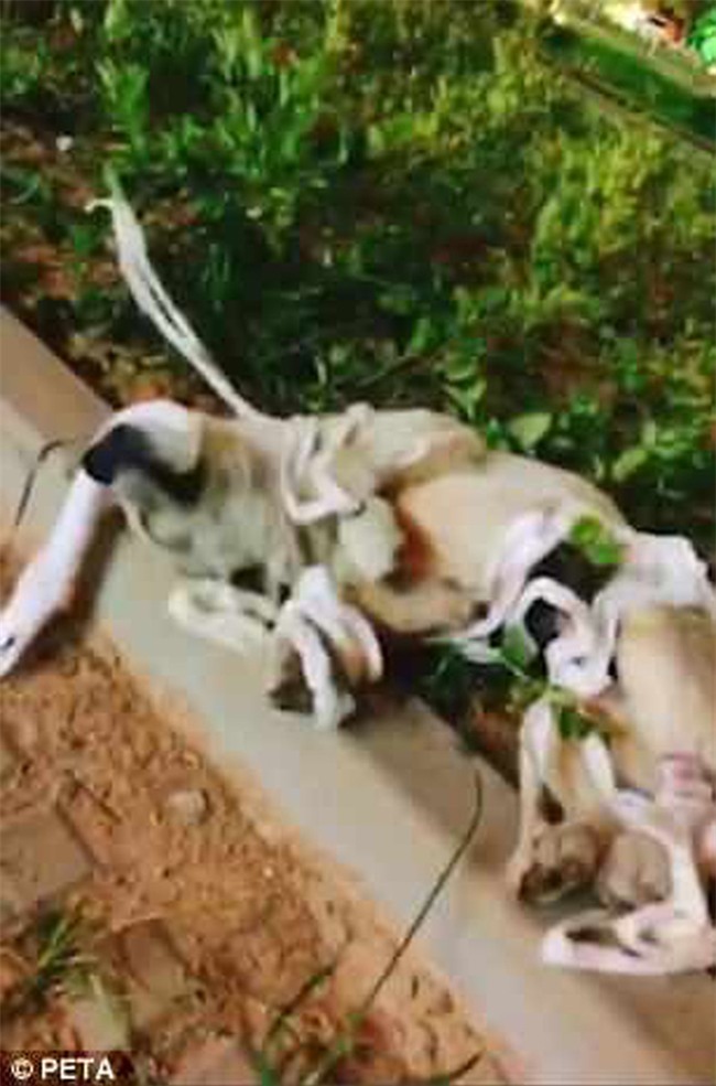 Trung Quốc: Dùng chó hoang để thực hành mổ xong, sinh viên Y đem vứt luôn ra vườn trường dù con vật còn thoi thóp sống - Ảnh 2.