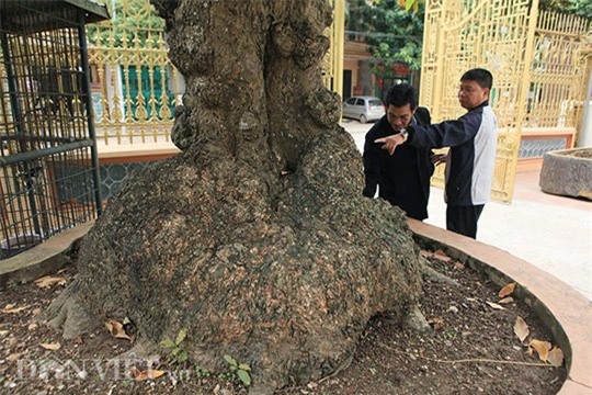 cây lộc vừng,cây cổ thụ