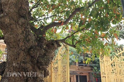 cây lộc vừng,cây cổ thụ