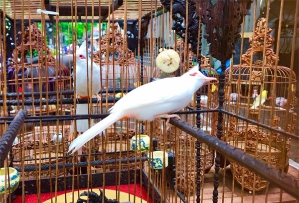 chim cảnh,thú chơi,đại gia Việt