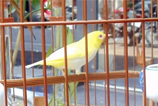 chim cảnh,thú chơi,đại gia Việt