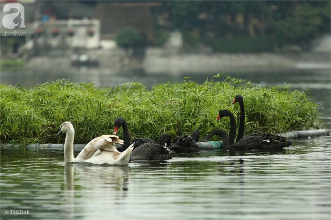 Một cá thể Thiên Nga được thả tại hồ Thiền Quang bị mất tích nhiều ngày qua - Ảnh 1.