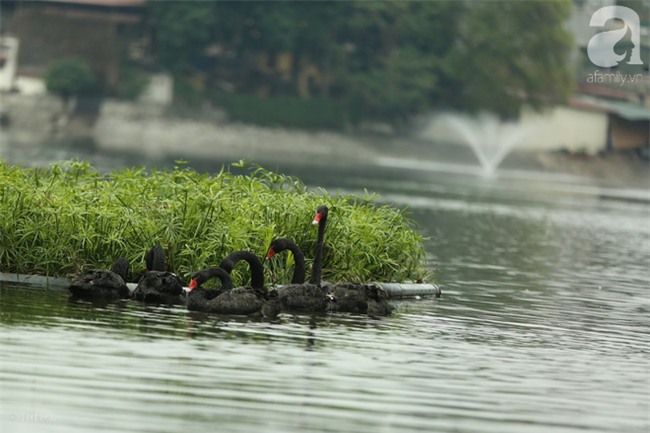 Một cá thể Thiên Nga được thả tại hồ Thiền Quang bị mất tích nhiều ngày qua - Ảnh 2.