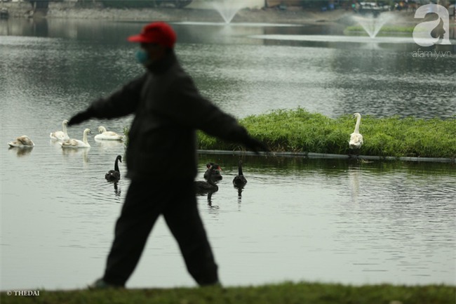 Một cá thể Thiên Nga được thả tại hồ Thiền Quang bị mất tích nhiều ngày qua - Ảnh 6.