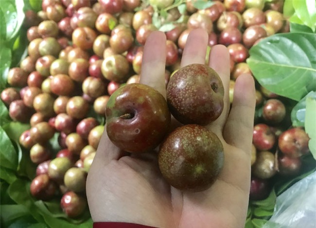mận hậu mộc châu,mận Việt Nam,mận hậu