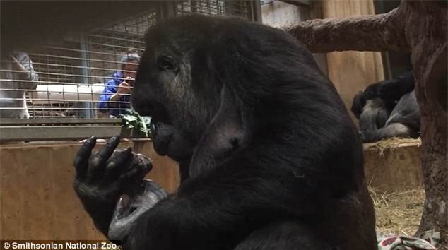 Khoảnh khắc lay động hàng triệu người xem: Lần đầu làm mẹ, cô khỉ đột nâng niu, khẽ hôn nhẹ lên môi con - Ảnh 3.