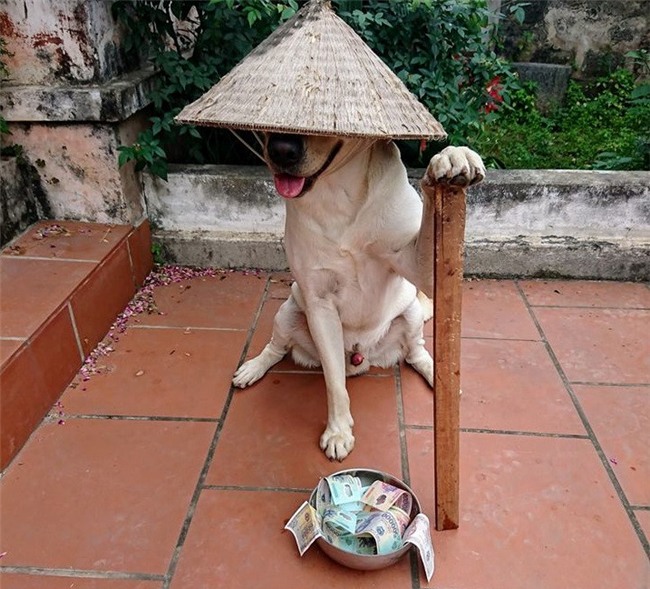 Chu cho Cu Cai 'gay bao' mang voi man nho ten doi bong, lam toan hinh anh 4