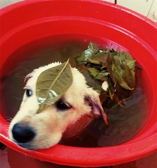 Chu cho Cu Cai 'gay bao' mang voi man nho ten doi bong, lam toan hinh anh 6