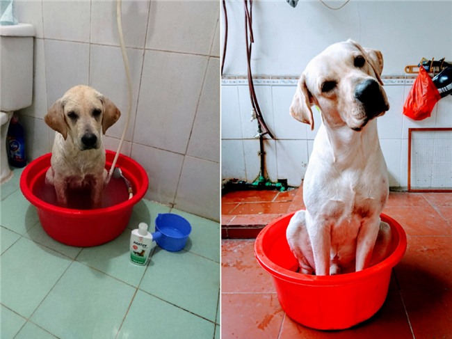 Chu cho Cu Cai 'gay bao' mang voi man nho ten doi bong, lam toan hinh anh 7