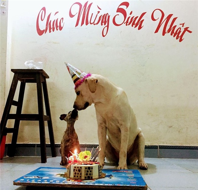 Chu cho Cu Cai 'gay bao' mang voi man nho ten doi bong, lam toan hinh anh 8