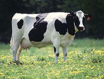 Bò cái tội nghiệp quỳ gối xin tha mạng trước cửa lò mổ khiến cộng đồng mạng xót xa quyên góp 81 triệu để cứu sống-2