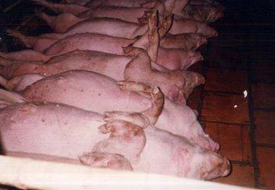 Nhìn vào điểm này biết ngay tôm đã bị bơm hóa chất hay chưa, tỉnh táo kẻo mua toàn tôm độc-2