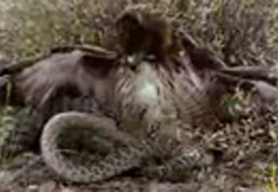 Kinh ngạc khoảnh khắc chim ưng trao con mồi trên không trung-1