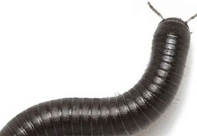 Video: Hãi hùng trước cảnh rết khổng lồ bò lổm ngổm trên người nam thanh niên-2