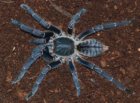 Hai cô gái Campuchia bình thản chế biến rồi thưởng thức nhện độc khiến dân tình khiếp đảm-9