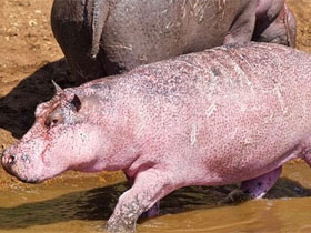 Hà mã nổi cơn thịnh nộ truy đuổi tàu chở khách trên sông-1